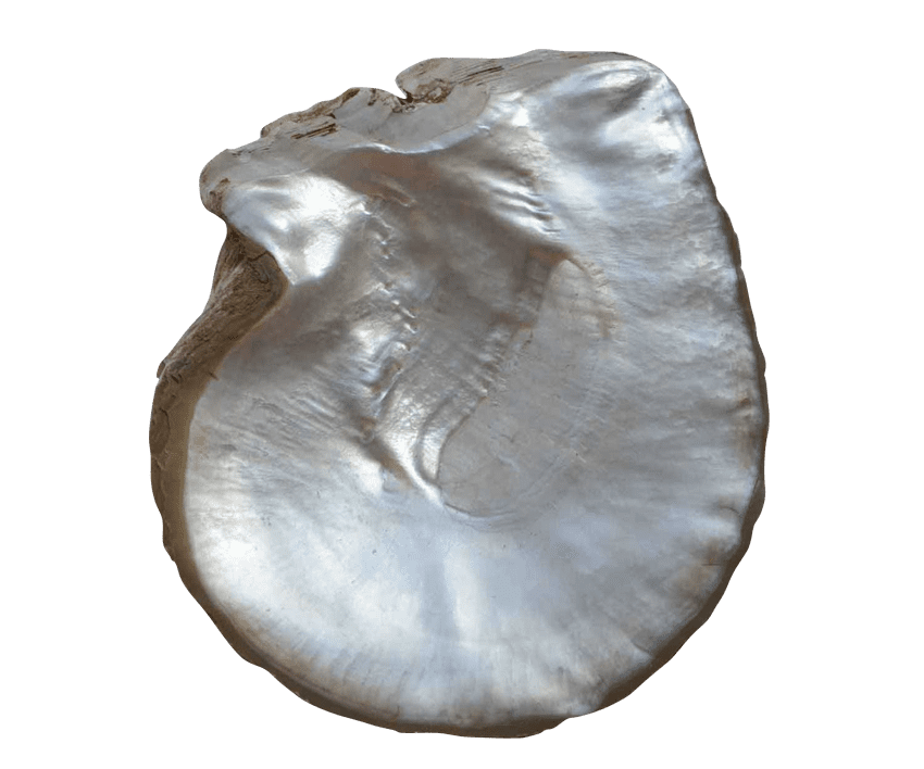 Australian Mother of Pearl Co. Pty Ltd